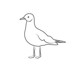 Young Seagull See Free Coloring Page for Kids