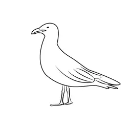 Young Seagull Free Coloring Page for Kids