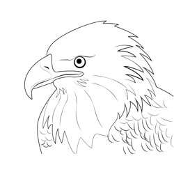 A Handsome Bald Eagle Free Coloring Page for Kids