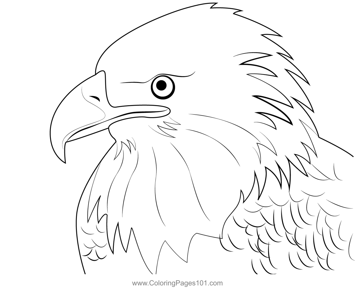 A Handsome Bald Eagle