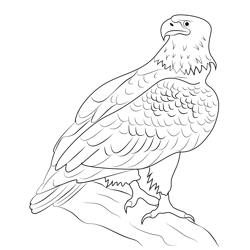 Adult Bald Eagle Free Coloring Page for Kids