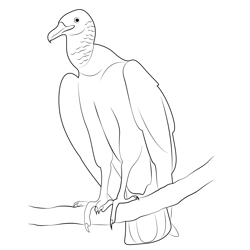 American Black Vulture Free Coloring Page for Kids