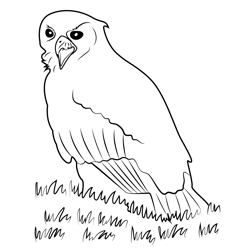 Angry Eagle Owl Free Coloring Page for Kids
