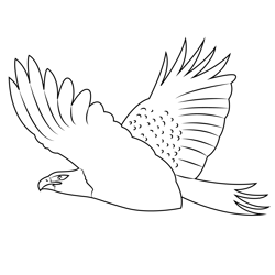 Back View Of Flying Eagle Free Coloring Page for Kids