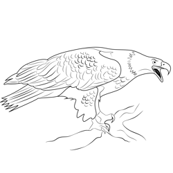 Bald Eagle 2 Free Coloring Page for Kids