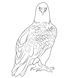 Bald Eagle 4 Free Coloring Page for Kids