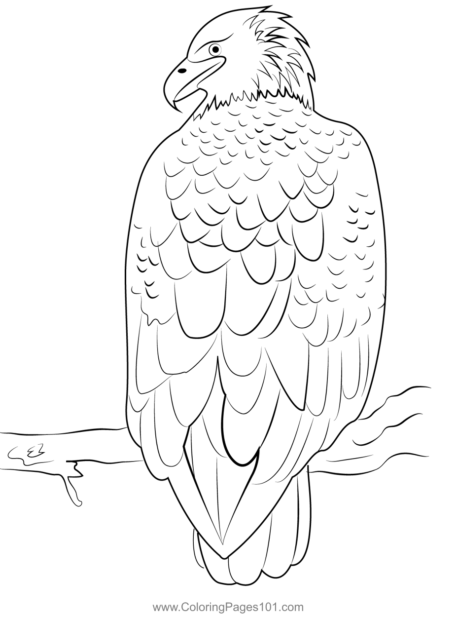 Bald Eagle Adult