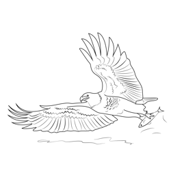 Bald Eagle Fishing Free Coloring Page for Kids