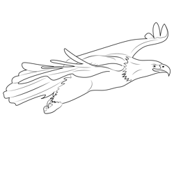 Bald Eagle Fly Coloring Pages for Kids - Download Bald Eagle Fly