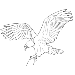 Bald Eagle Home Free Coloring Page for Kids