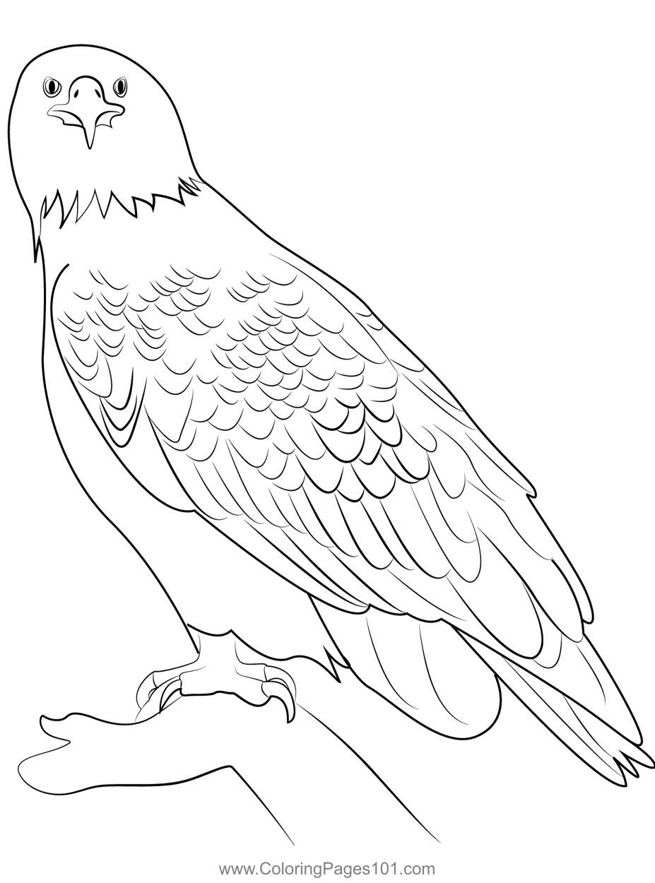 Bald Eagle Homer Alaska Coloring Page for Kids - Free Hawks and Eagles