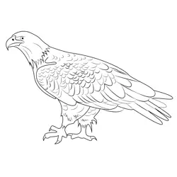 Bald Eagle Kodiak Free Coloring Page for Kids