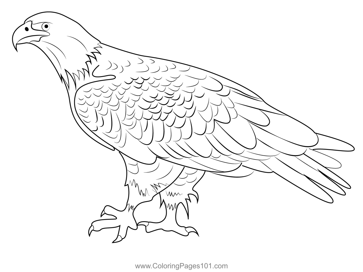 Bald Eagle Kodiak Coloring Page for Kids Free Hawks and Eagles