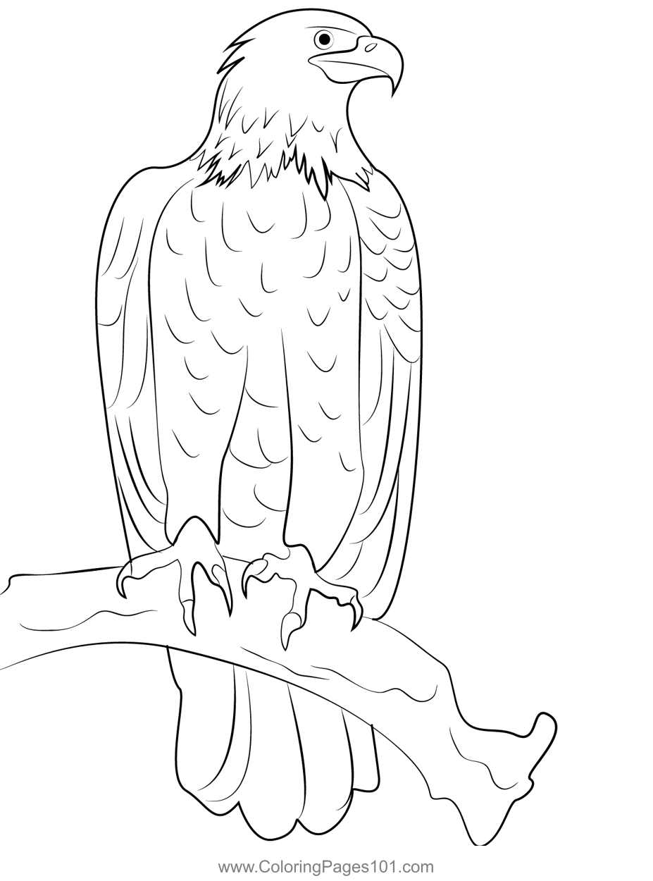 Bald Eagle Coloring By Age Bald Eagle Coloring By Age