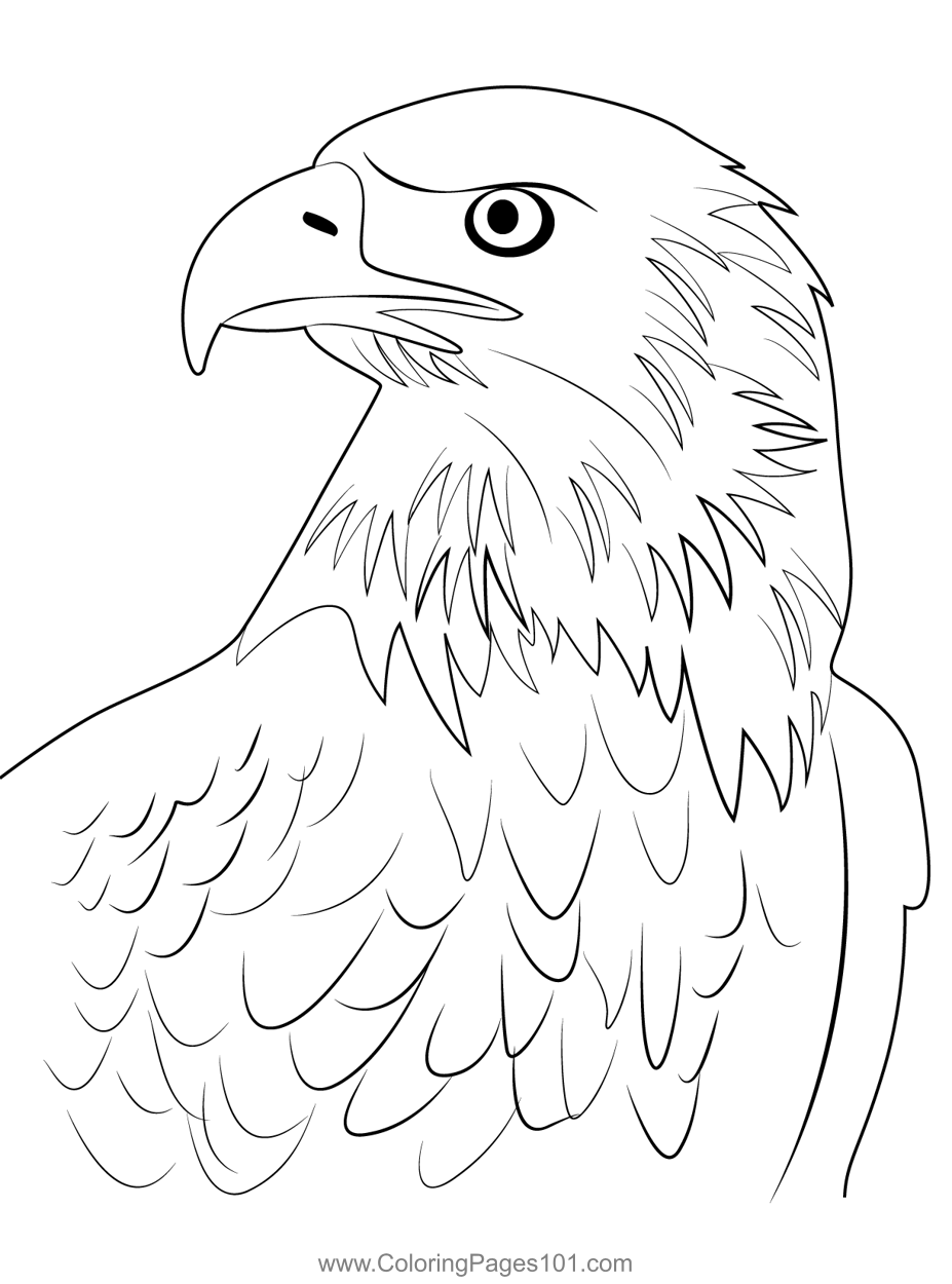 Soar High With Eagles Coloring Pages A Fun And Educational Activity 