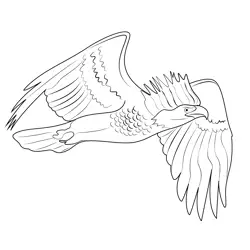 Bald Eagle Spiked Free Coloring Page for Kids