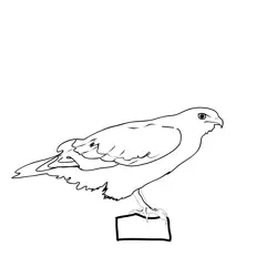Buzzard 2 Free Coloring Page for Kids
