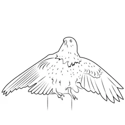 Eagle Spreading Wings Free Coloring Page for Kids