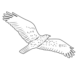 Flying Eagle Free Coloring Page for Kids