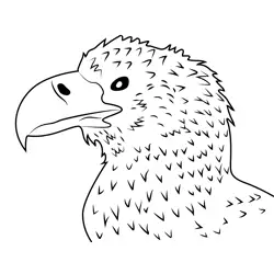 Giant Eagle Close Up Free Coloring Page for Kids