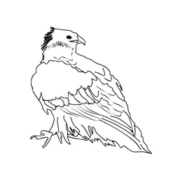 Golden Eagle 1 Free Coloring Page for Kids