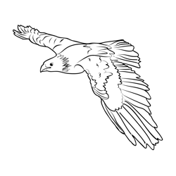 Golden Eagle 4 Free Coloring Page for Kids
