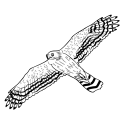 Goshawk 1 Free Coloring Page for Kids