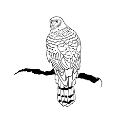 Goshawk 2 Free Coloring Page for Kids