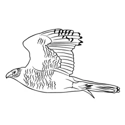 Goshawk 3 Free Coloring Page for Kids