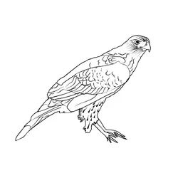 Goshawk 4 Free Coloring Page for Kids