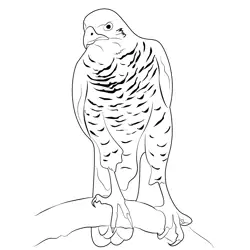 Goshawk Female Free Coloring Page for Kids