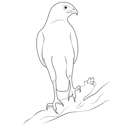 Goshawk On The Branch A Tree Free Coloring Page for Kids