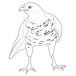 Hunting Northern Goshawk Free Coloring Page for Kids