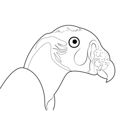 King Vulture Free Coloring Page for Kids