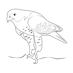 Northern Goshawk 1 Free Coloring Page for Kids
