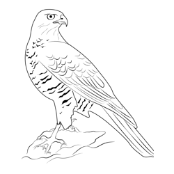 Northern Goshawk 10 Free Coloring Page for Kids