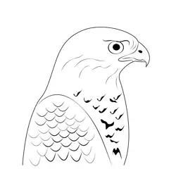 Northern Goshawk 11 Free Coloring Page for Kids
