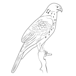 Northern Goshawk 12 Free Coloring Page for Kids