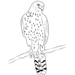 Northern Goshawk 13 Free Coloring Page for Kids