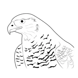 Northern Goshawk 14 Free Coloring Page for Kids