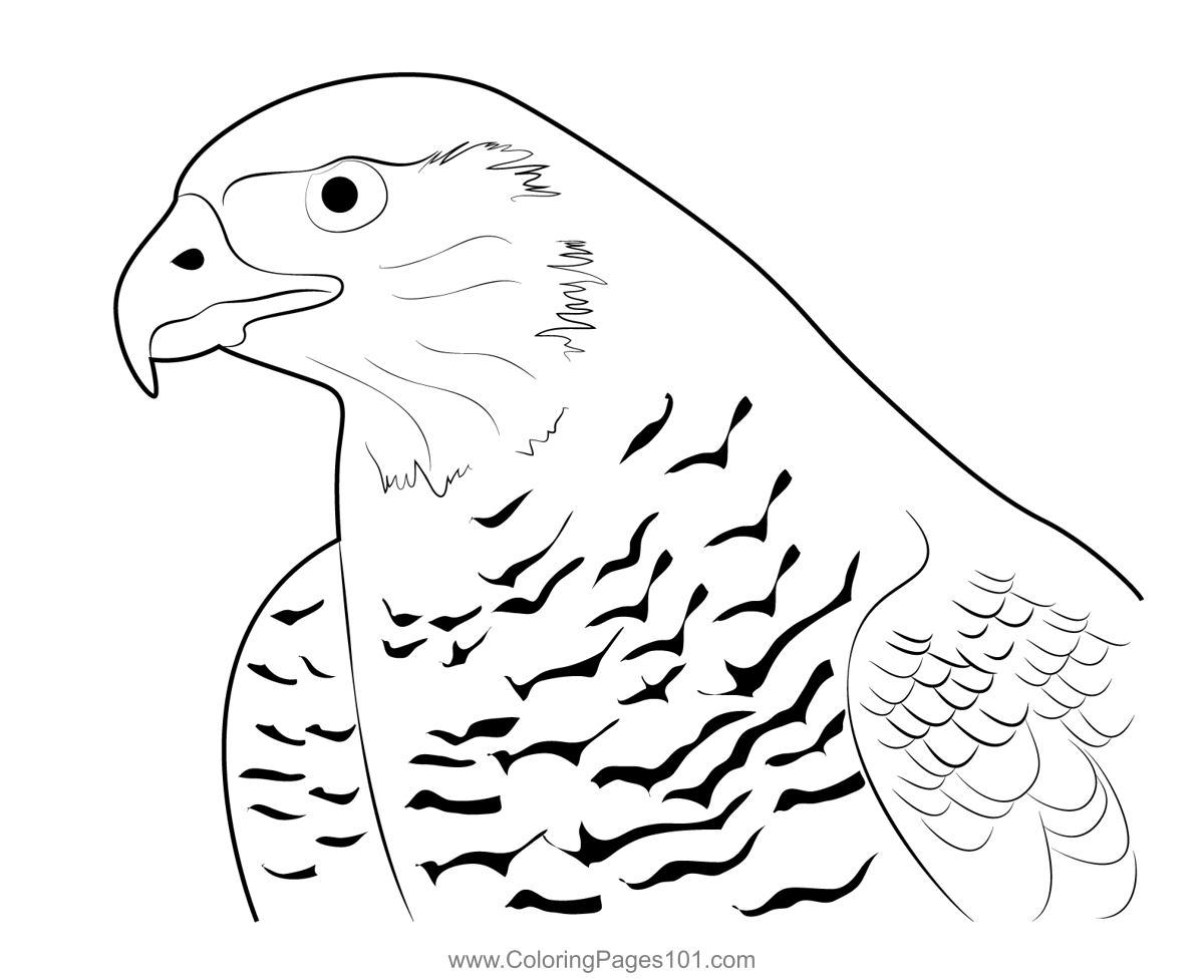 Northern Goshawk 14 Coloring Page for Kids - Free Hawks and Eagles ...