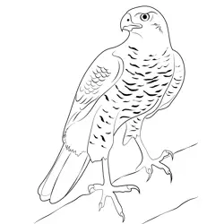 Northern Goshawk 15 Free Coloring Page for Kids