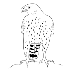 Northern Goshawk 16 Free Coloring Page for Kids
