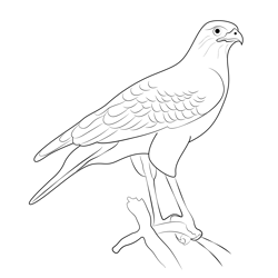 Northern Goshawk 2 Free Coloring Page for Kids