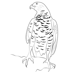 Northern Goshawk 3 Free Coloring Page for Kids