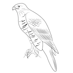 Northern Goshawk 4 Free Coloring Page for Kids