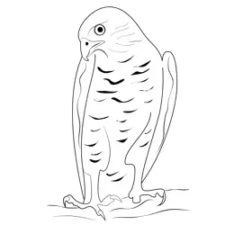Northern Goshawk 5 Free Coloring Page for Kids