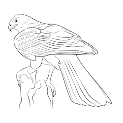 Northern Goshawk 6 Free Coloring Page for Kids