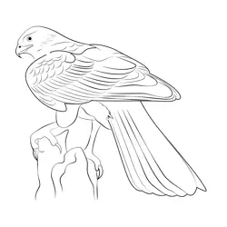 Northern Goshawk 6 Free Coloring Page for Kids