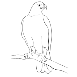Northern Goshawk 8 Free Coloring Page for Kids